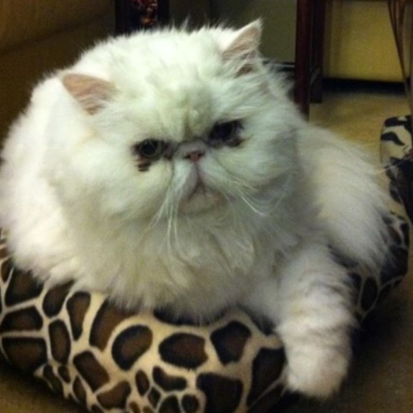 Meet your Posher, Charmaine - Picture 1 of 1